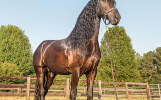 Fairytale Warlander Stallion Friesians for Provo, UT